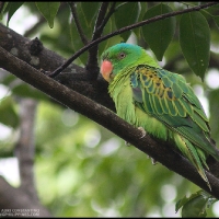 Blue-naped Parrot