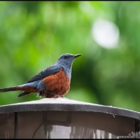 Blue Rock-thrush