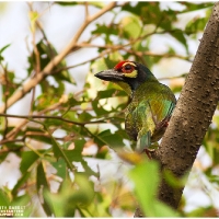 Coppersmith Barbet