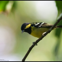 Elegant Tit