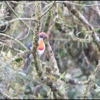 Flame-breasted Fruit-dove