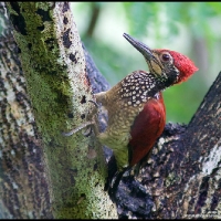 Luzon Flameback