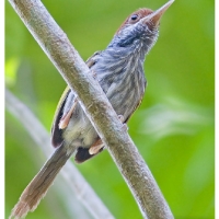 Grey-backed Tailorbird