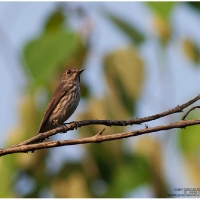 Grey-streaked Flycatcher