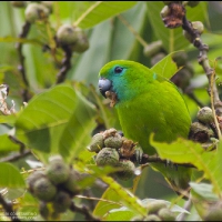 Guaiabero