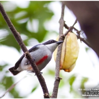 Red-keeled Flowerpecker