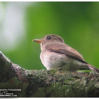 Ashy-breasted Flycatcher