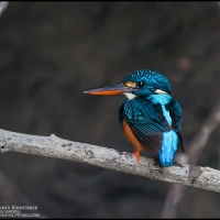 Indigo-banded Kingfisher