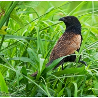 Lesser Coucal