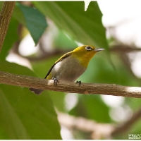 Lowland White-eye