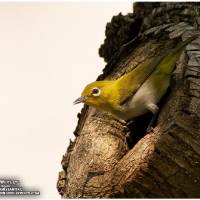 Lowland White-eye