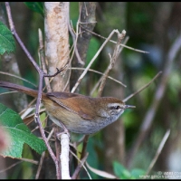 Luzon Bush-warbler