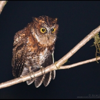 Luzon Scops Owl