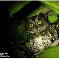 Luzon Scops Owl