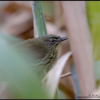 Luzon Striped Babbler