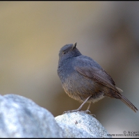 Luzon Water Redstart (female)