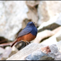 Luzon Water Redstart (male)