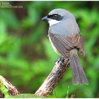 Mountain Shrike