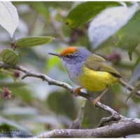 Mountain Tailorbird