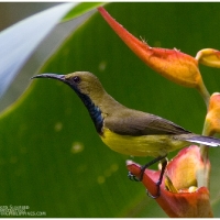 Olive-backed Sunbird