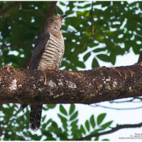 Oriental Cuckoo