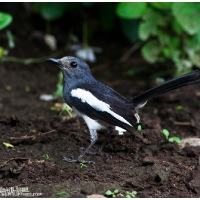 Oriental Magpie-Robin