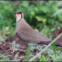 Oriental Pratincole