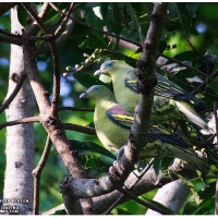 Philippine Green Pigeon