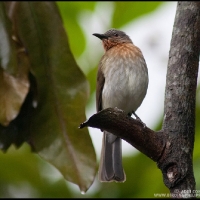 Philippine Bulbul