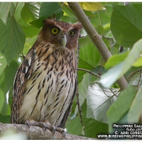 Philippine Eagle-Owl