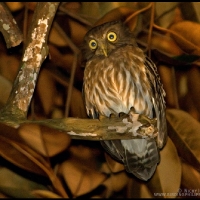 Luzon Hawk-Owl