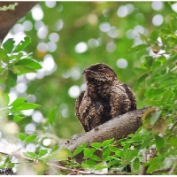 Philippine Nightjar