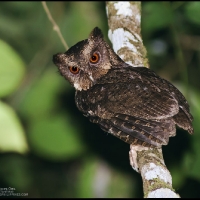 Philippine Scops Owl