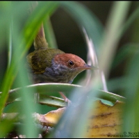 Trilling Tailorbird