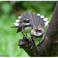 Pied Fantail