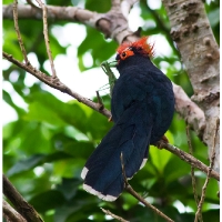 Red-crested Malkoha