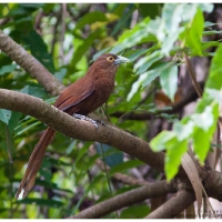 Rufous Coucal