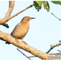 Silky Starling