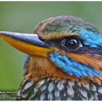 spotted-wood-kingfisher