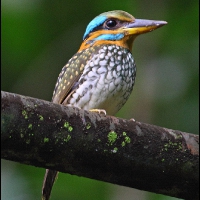 Spotted Wood Kingfisher