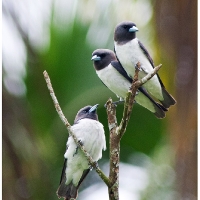 White-breasted Woodswallow