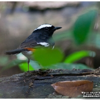 White-browed Shama