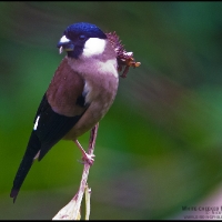 White-cheeked Bullfinch