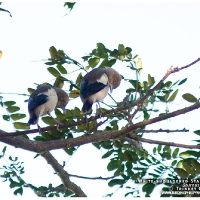 White-shouldered Starling