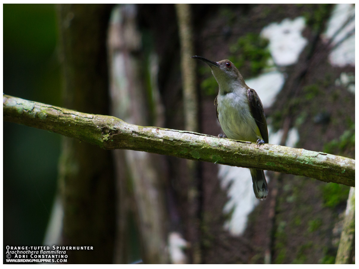 orange-tufted spiderhunter