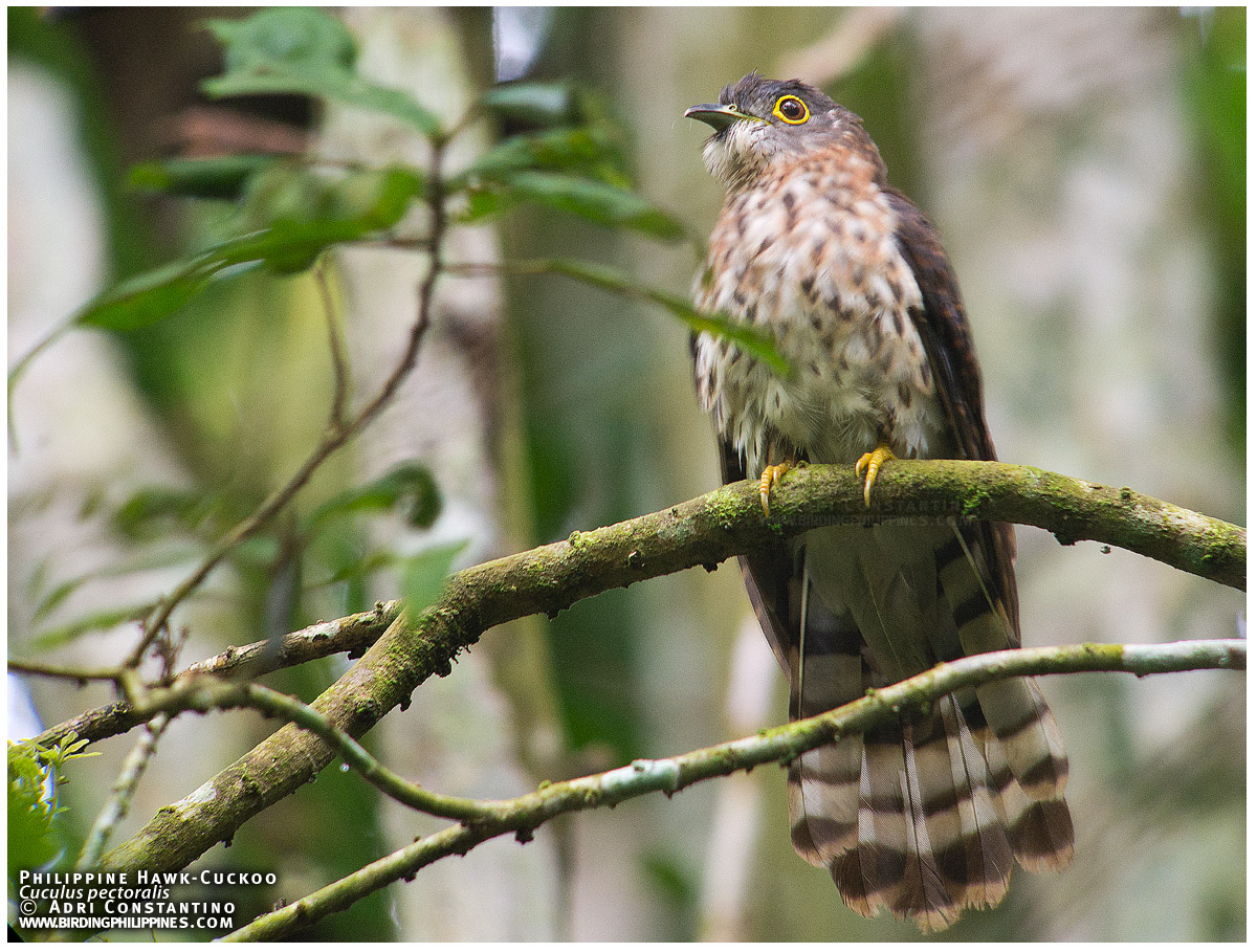 Philippine Hawk-Cuckoo