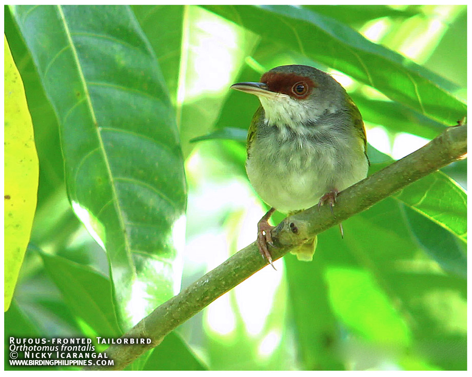 rufous-fronted-tailorbird