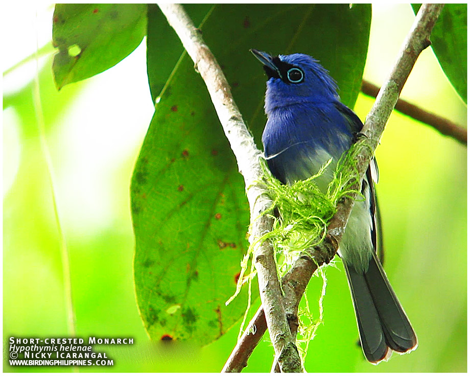 short-crested monarch