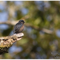 Whiskered Flowerpecker