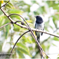 McGregor's Cuckoo-shrike